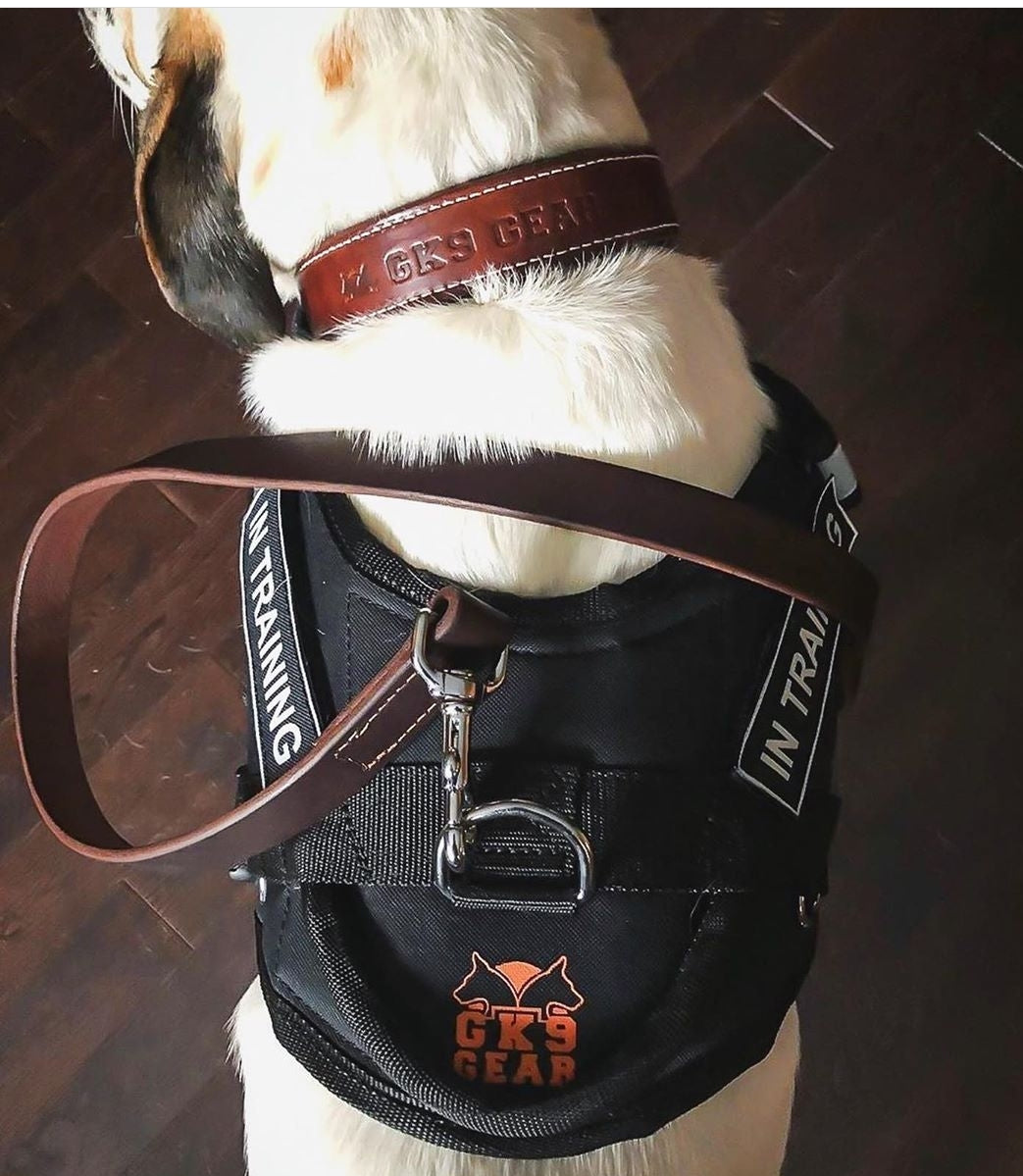 Niels peeraer wings 2025 leather dog harness